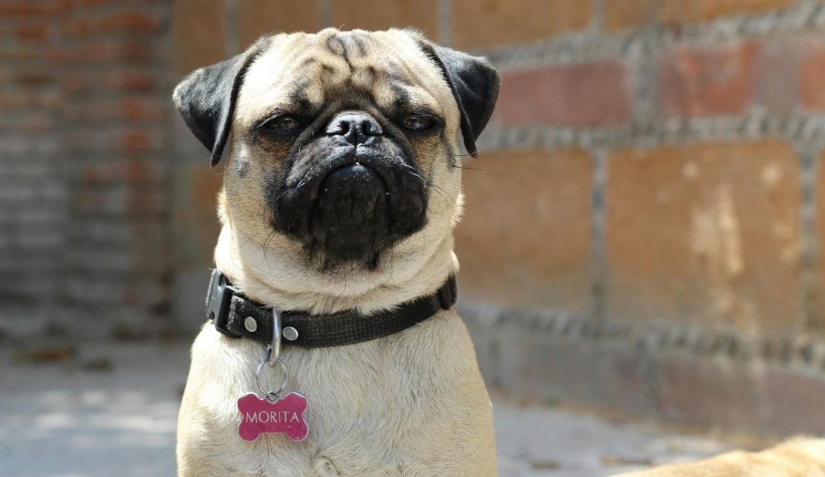 Double-Check ID and Microchip Information