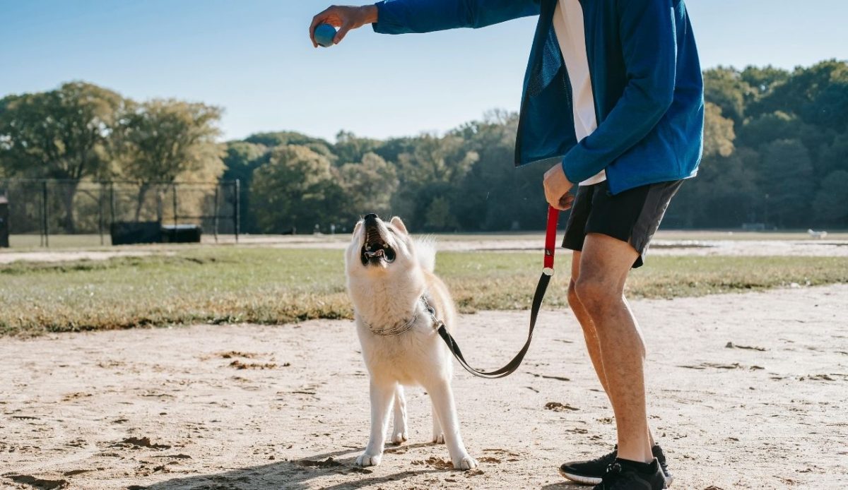Give Pets Exercise Before Starting the Trip