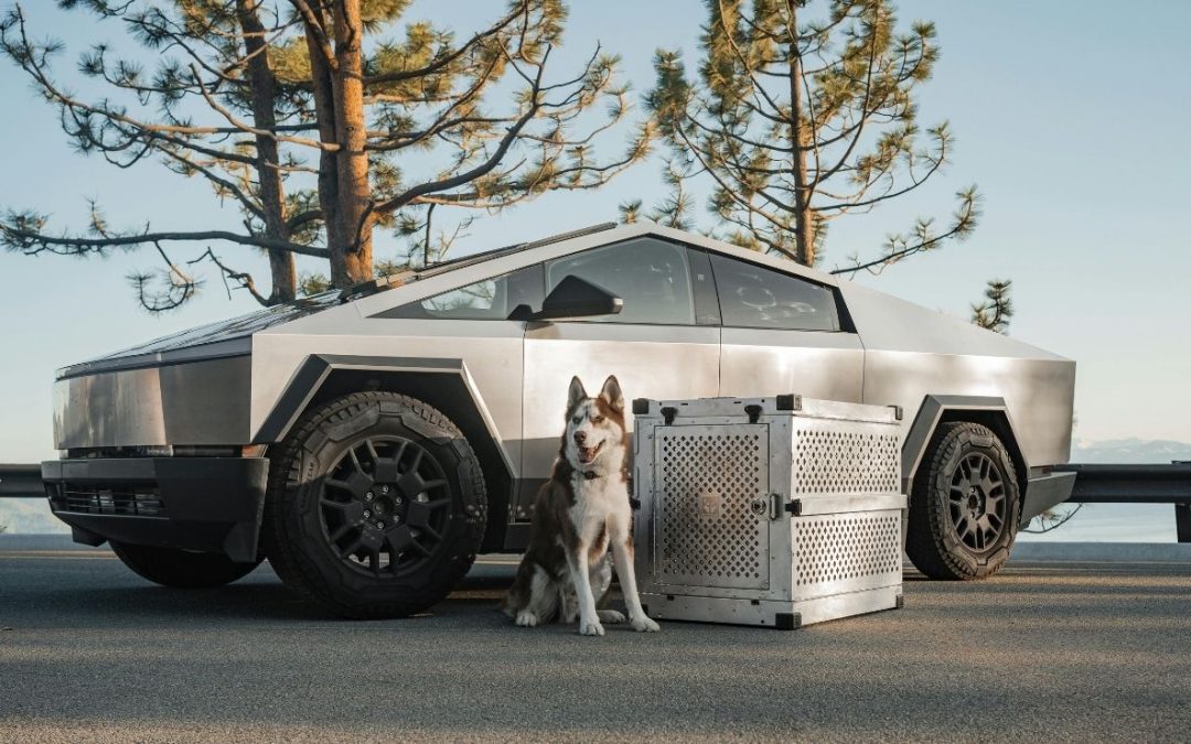 11 Simple Tips To Make Traveling With Pets Comfortable And Easy