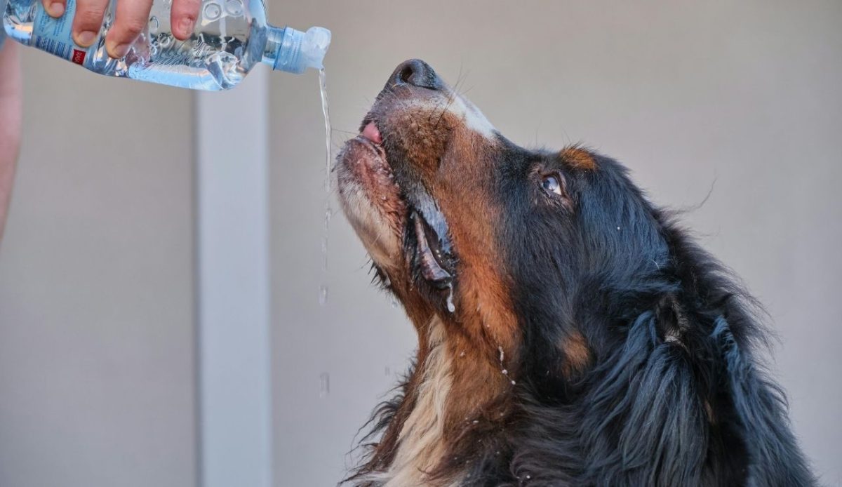 Keep Fresh Water Available