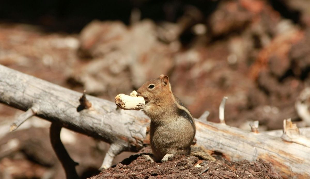 9 Things You Can’t Legally Do in U.S. National Parks 1 9 Things You Can’t Legally Do in U.S. National Parks 1