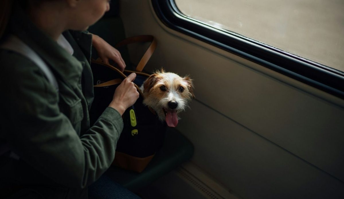 Review Airline Rules Before Booking