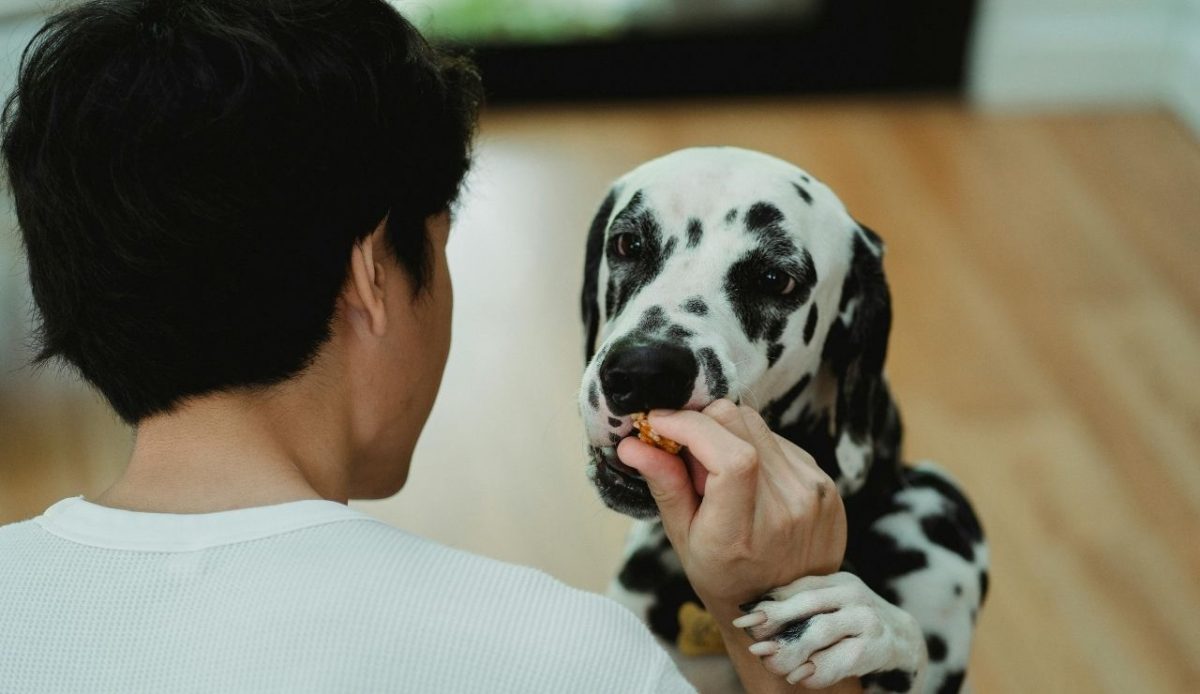 Reward Pets for Good Behavior