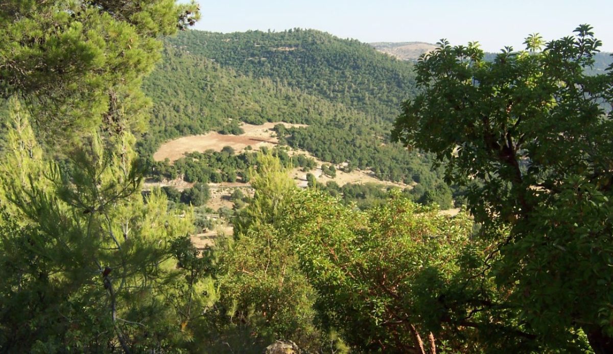 Ajloun Forest Reserve