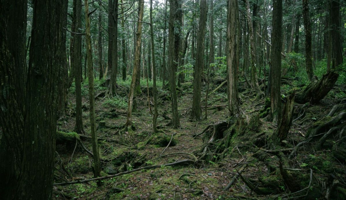 11 Haunted And Tragic Destinations That Still Attract Visitors 6 Aokigahara Forest, Japan