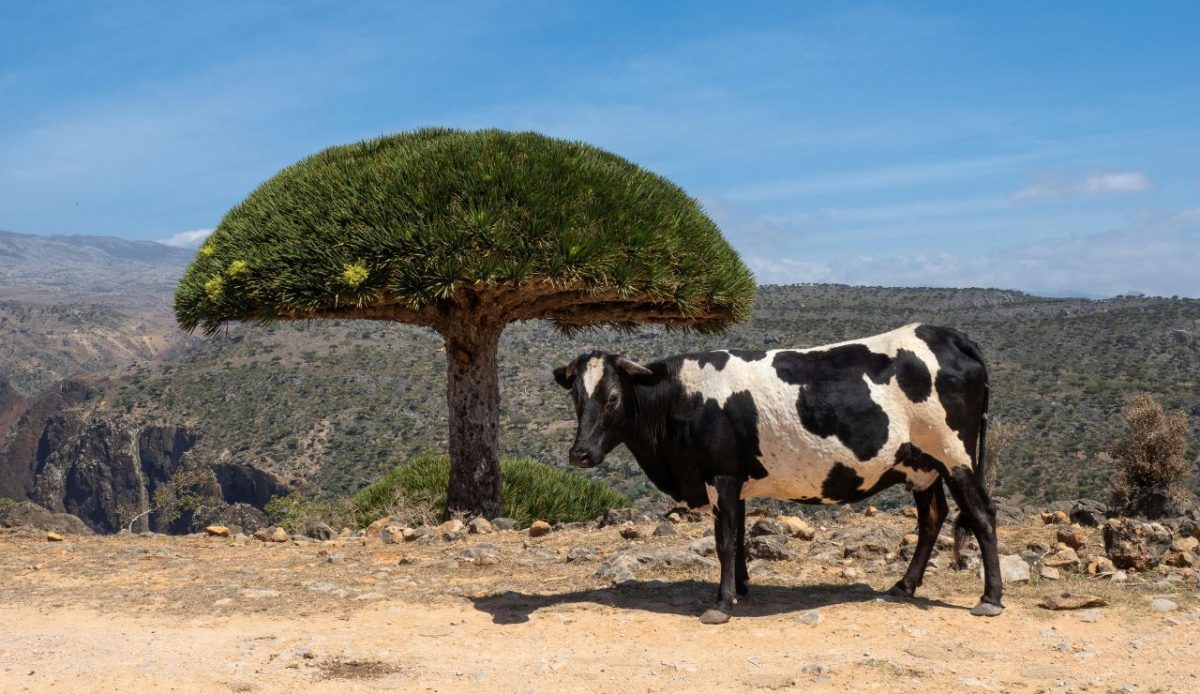 10 Most Remote Corners Of The Planet Few Travelers Reach 3 Socotra, Yemen