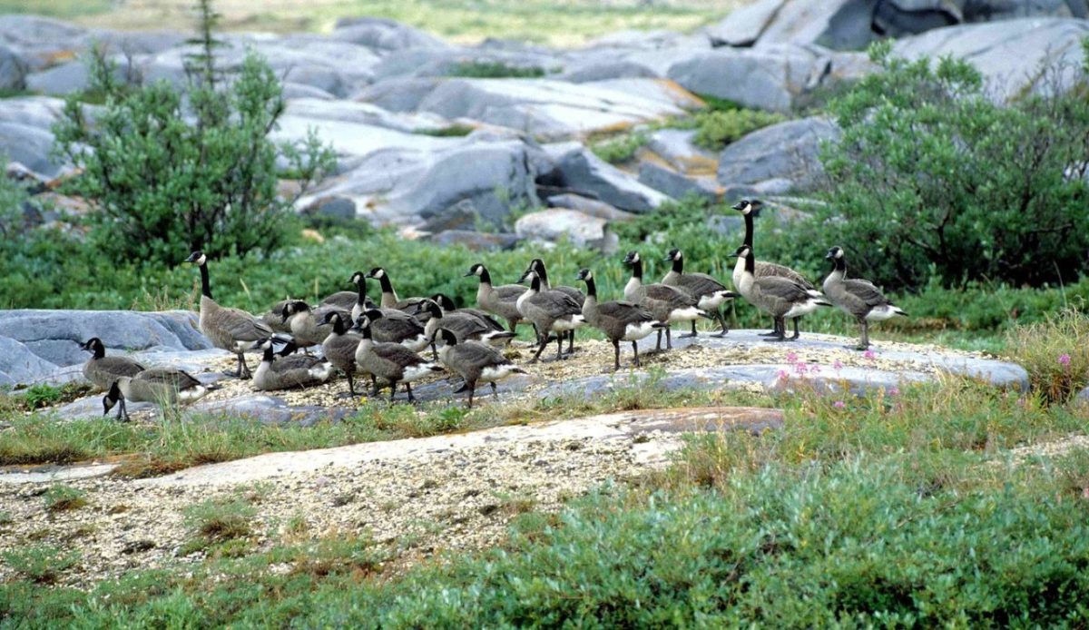 Wapusk National Park, Manitoba