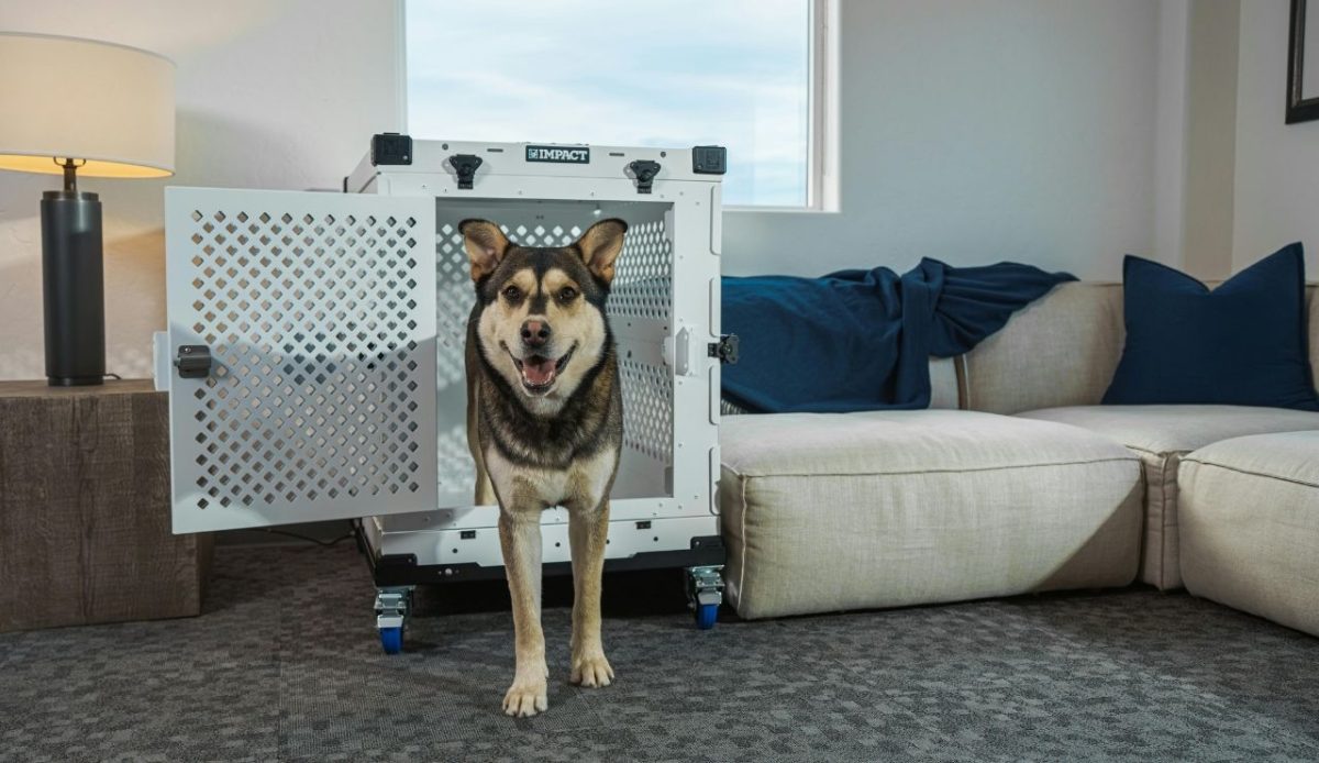 Use a Safe Carrier or Crate