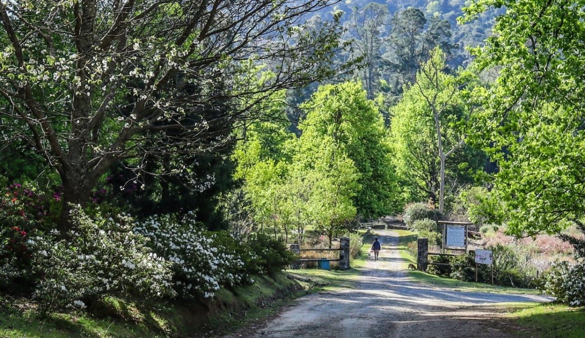 15 Small Towns in South Africa Travelers Should Visit Now 3 Scenic pathway in Hogsback, Eastern Cape, South Africa, surrounded by greenery