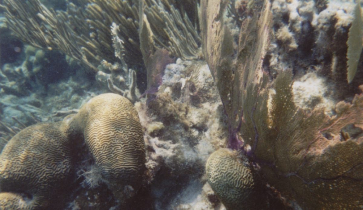 14 Top Snorkeling Beaches Around the World for Underwater Adventure 5 Underwater coral reef scene in Hol Chan Marine Reserve, Ambergris Caye, Belize