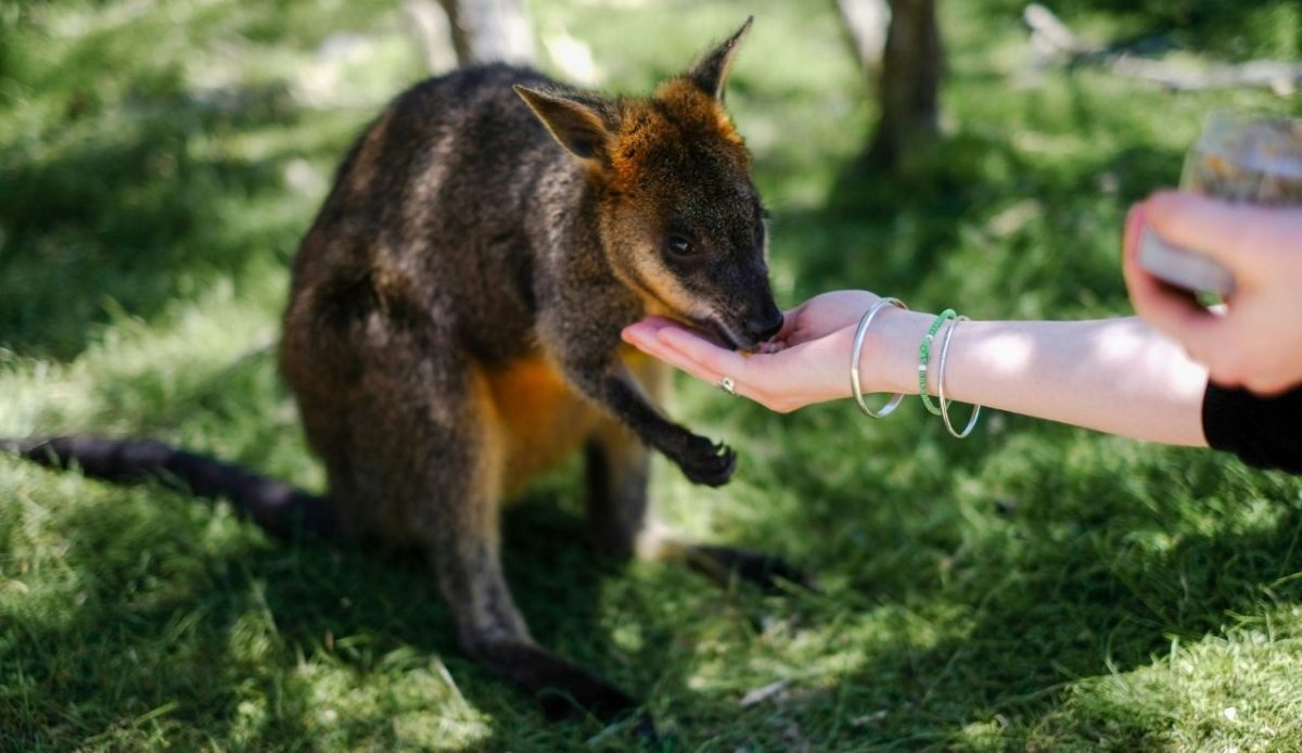14 Best Airbnb Experiences Around the World Worth Trying 14 A person feeding a wallaby by hand, Australia