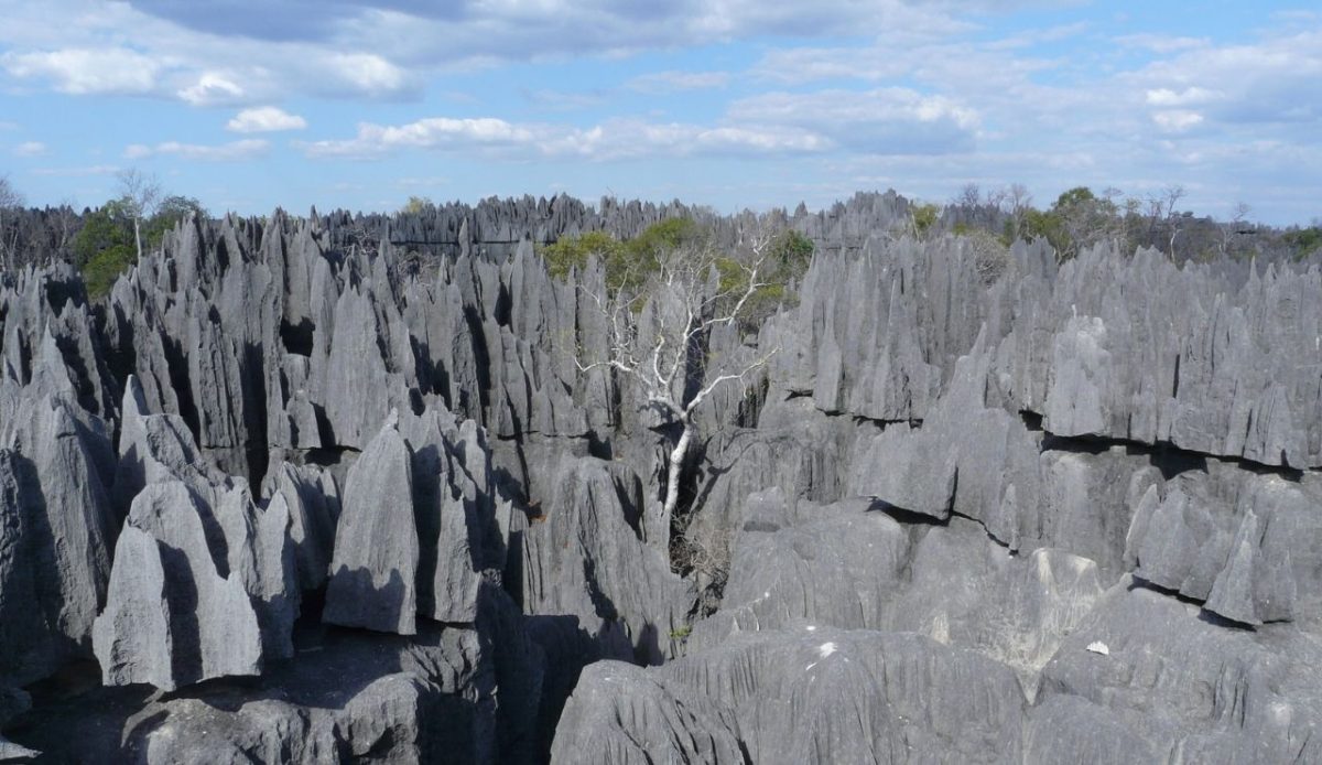 Andrefana Dry Forests,Madagascar