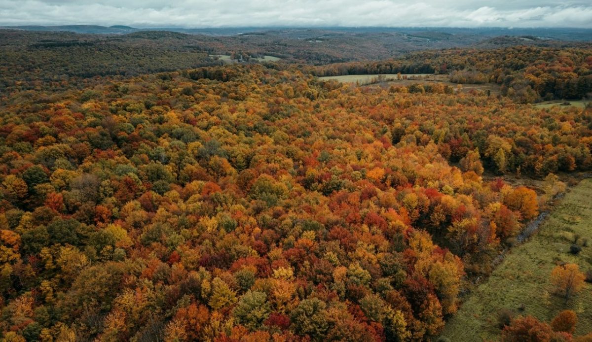 Autumn forest in Catskill Mountains, New York