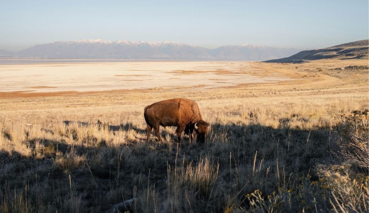 Bison Grazing on Antelope Island in Utah      