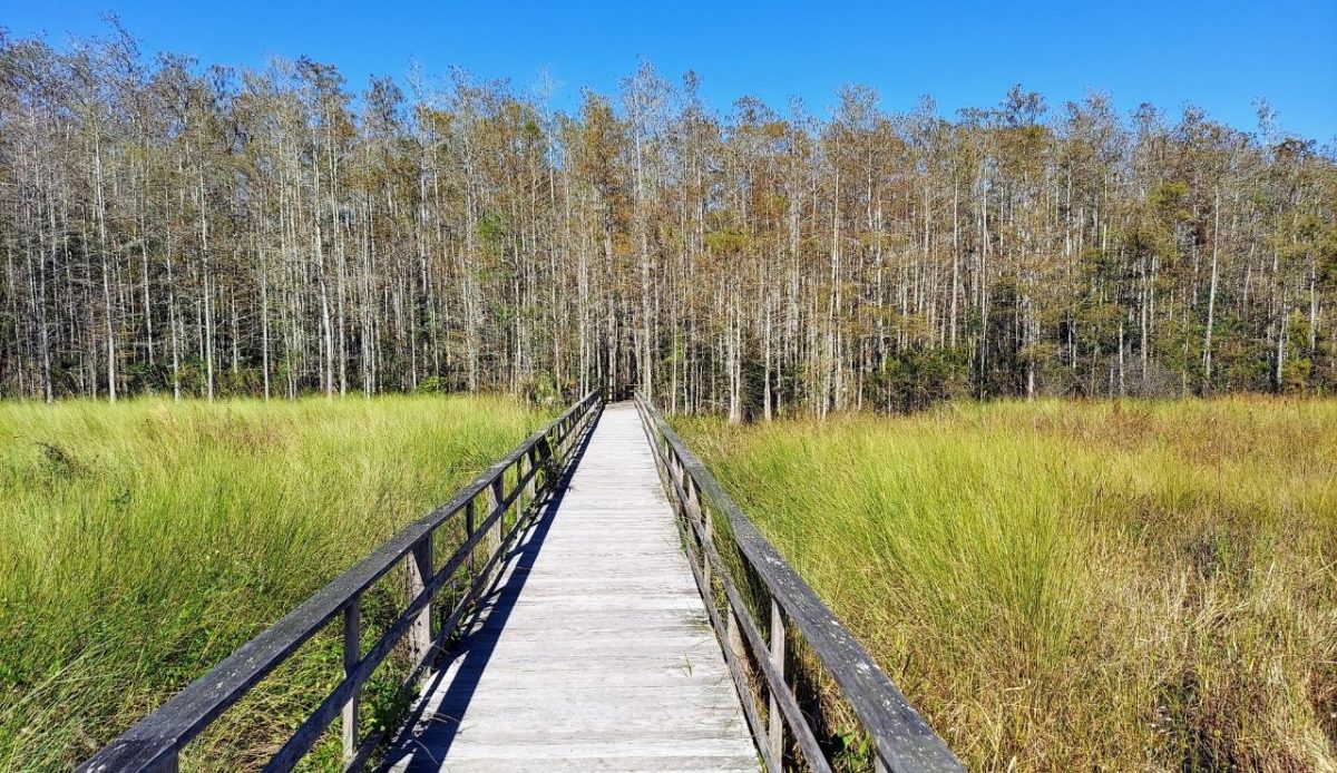 Boardwalk trail through wetlands at Corkscrew Swamp Sanctuary, Naples, Florida, United States
