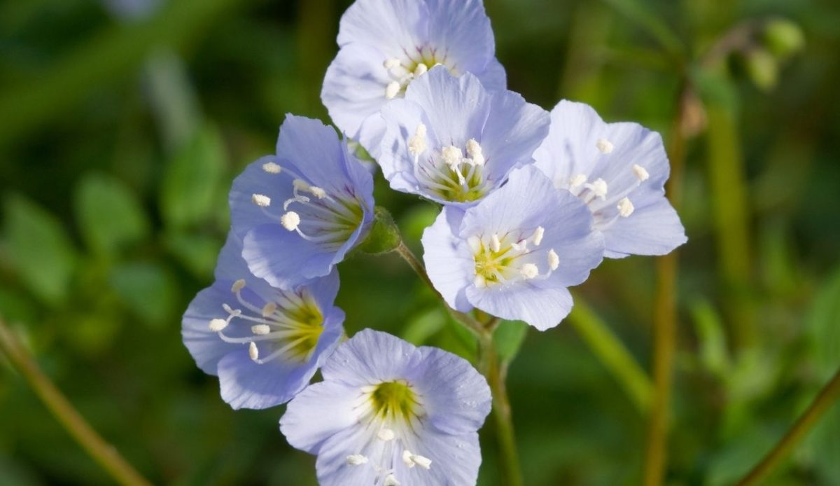 12 Romantic Things for Couples to Do in Nashville TN 8 Cluster of light blue Jacob’s Ladder flowers with yellow centers in a green garden setting