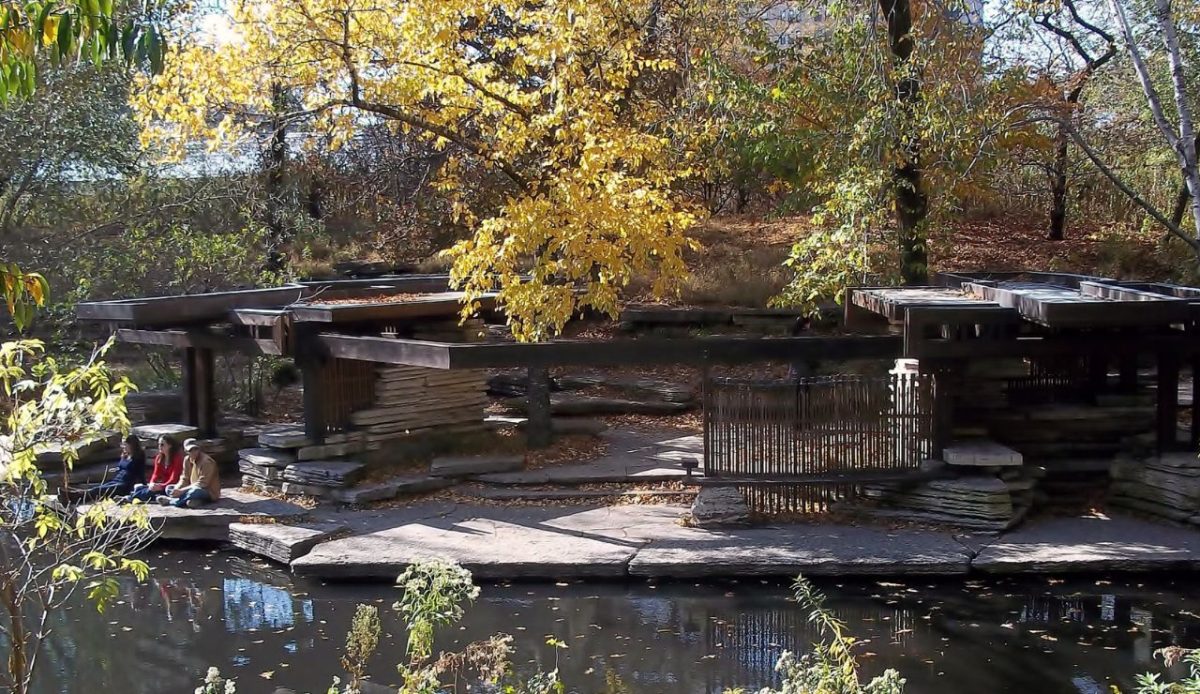 10 Unique Things to Do in Chicago That Locals Secretly Love 9 Discover the Alfred Caldwell Lily Pool