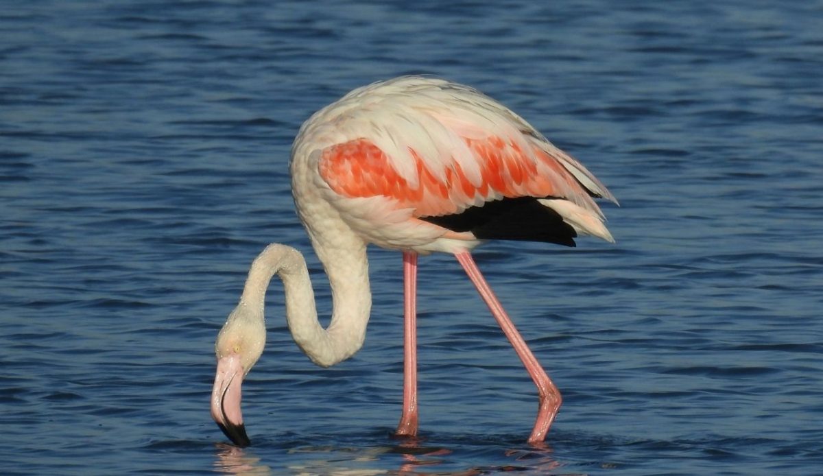 13 Top Las Vegas Attractions That Older Visitors Rave About 2 Flamingo Wildlife Habitat