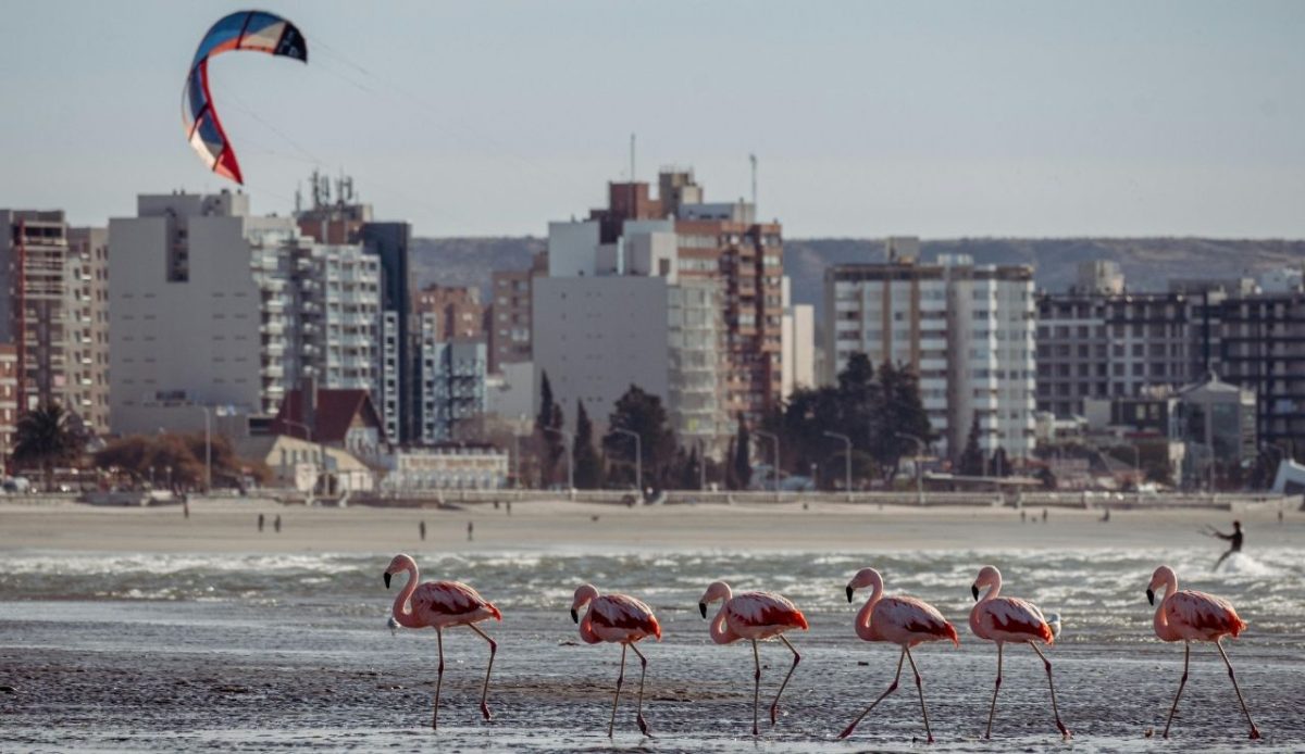 Flamingos walking along the beach with city skyline in Puerto Madryn, Argentina