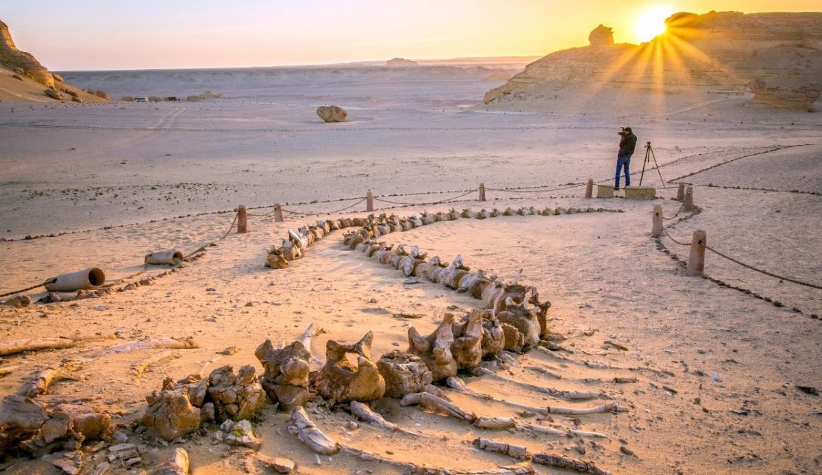 Fossilized whale skeleton at Wadi Al-Hitan (Whale Valley), Egypt, with desert landscape and sunset in background