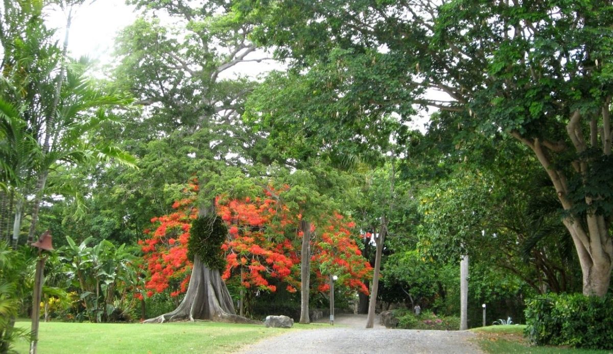 Top Things To Do in St. Thomas, US Virgin Islands 9 Gardens and rainforest canopy in St. George Village Botanical Gardens — on St. Croix island, United States Virgin Islands