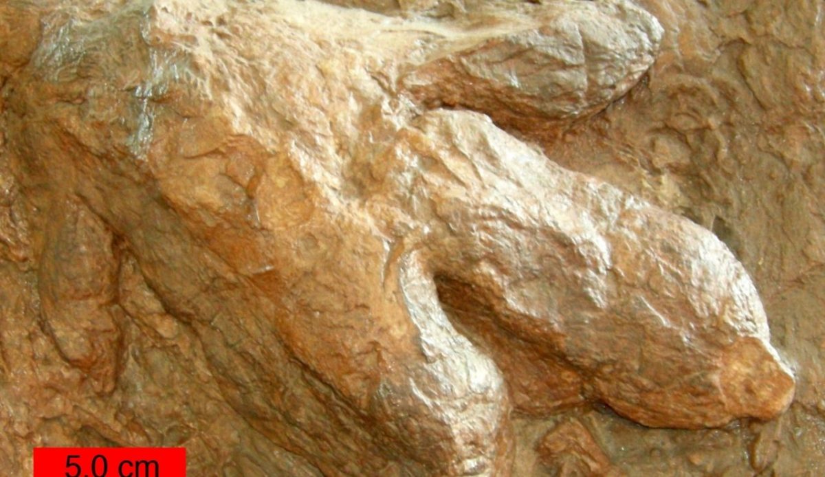 Gigandipus dinosaur footprint fossil, St. George, Utah, United States