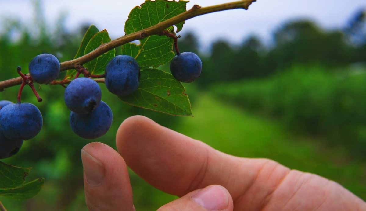 Michigan’s Gold Coast Beaches and Orchards Make the Perfect Road Trip 2 Hand Picking Whole Fresh Organic Blueberries On Blue Berry Farm in Summer