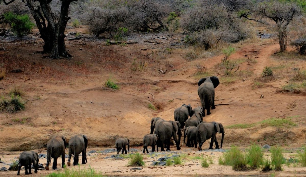 Herd of elephants walking in Kruger National Park