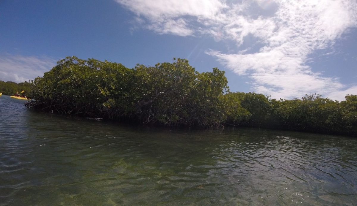 Top Things To Do in St. Thomas, US Virgin Islands 10 Mangroves located on St. Thomas