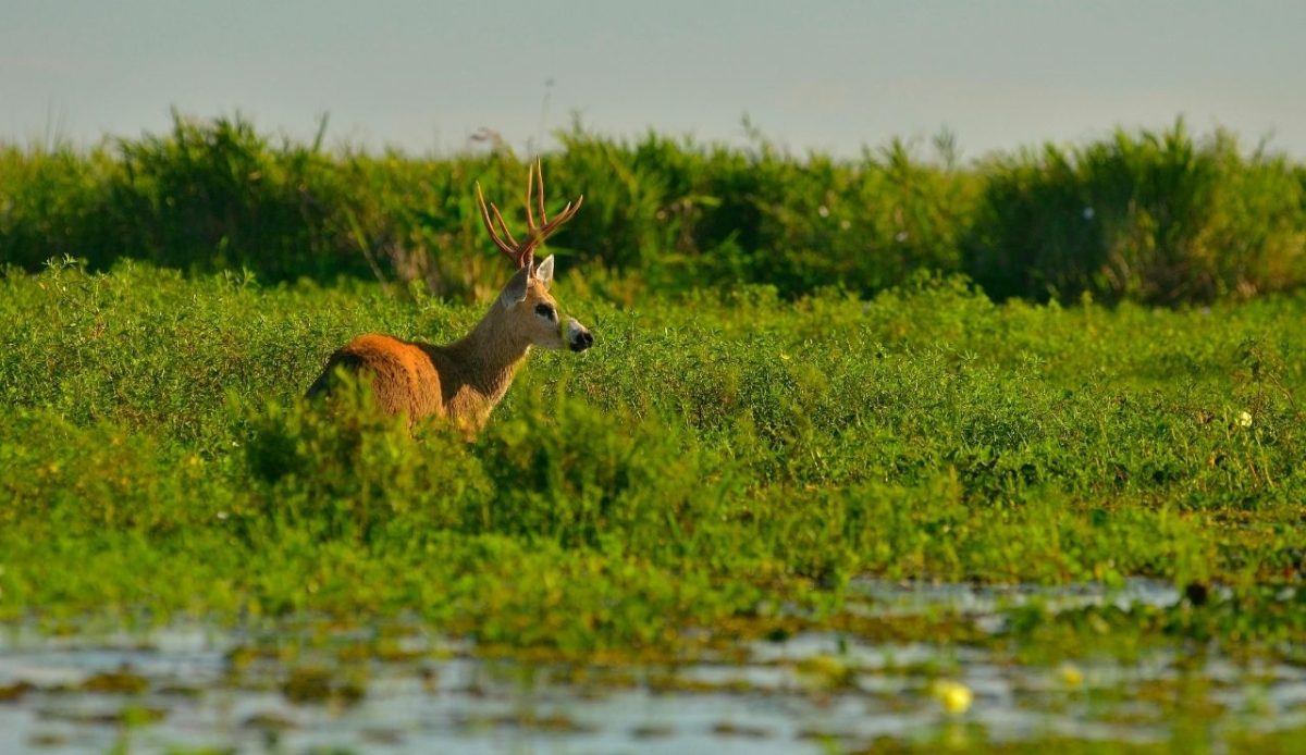 Marsh deer standing in green wetlands, Iberá Wetlands, Argentina