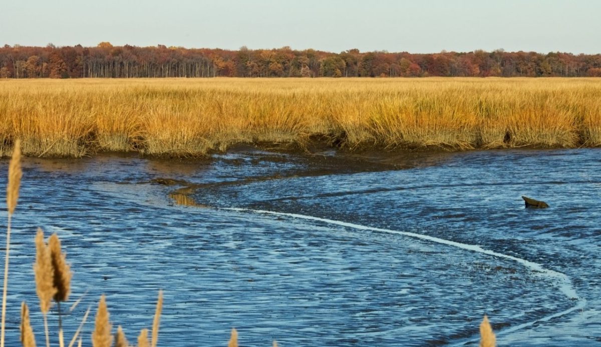 Mudflats at Bombay Hook National Wildlife Refuge, Delaware, United States