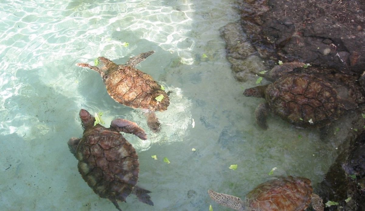 Top Things To Do in St. Thomas, US Virgin Islands 2 Sea turtles feeding at Coral World