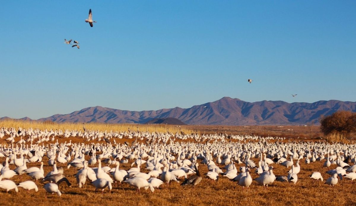 Snow geese gathering at Bosque del Apache National Wildlife Refuge, Socorro County, New Mexico, United States