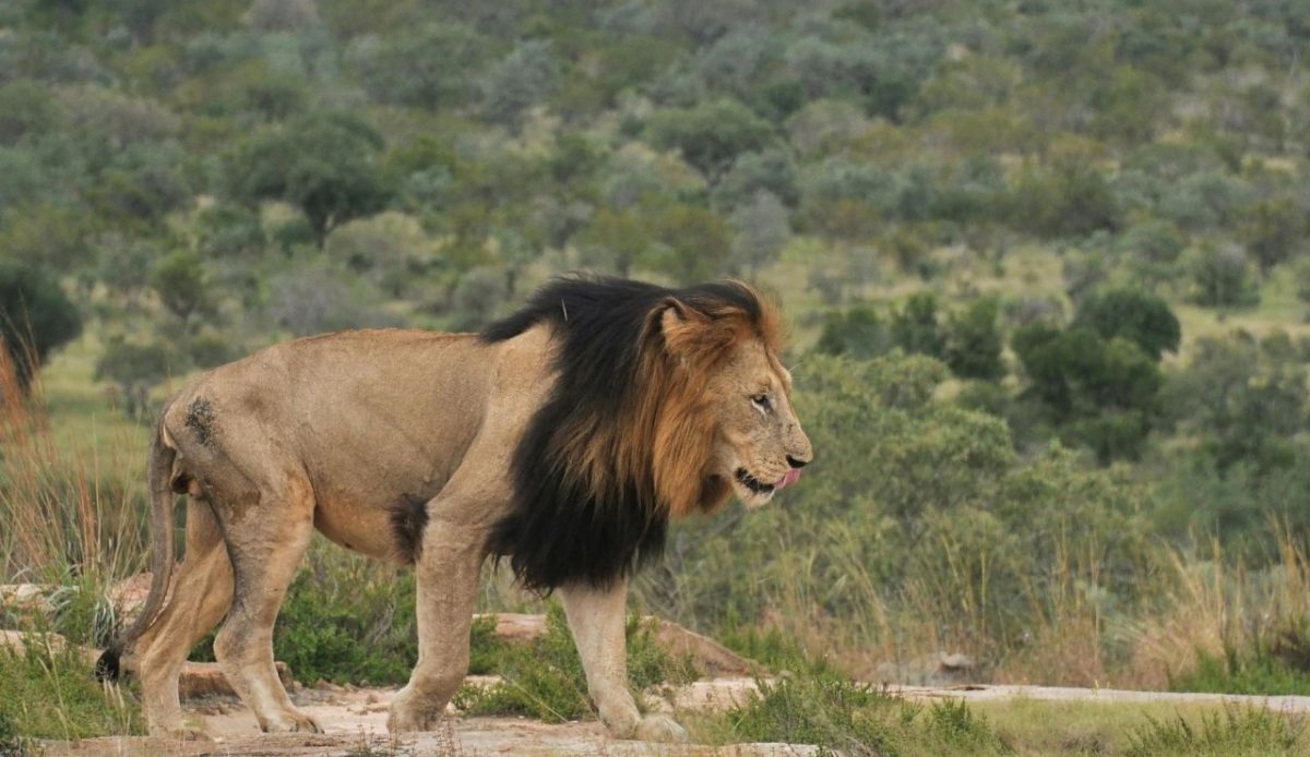 Kruger National Park, South Africa