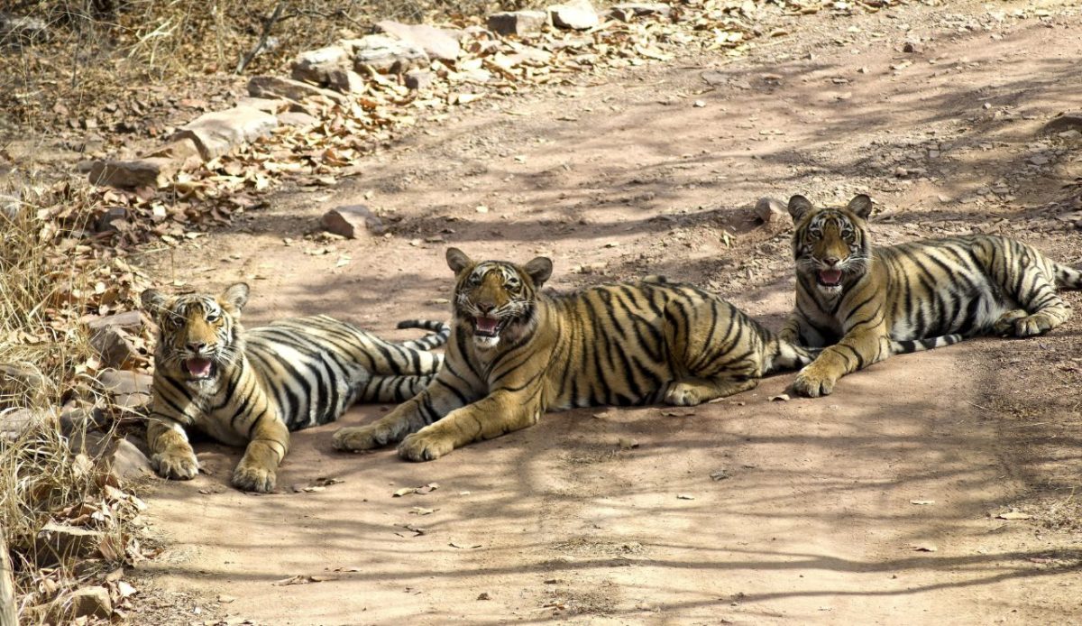 Ranthambore National Park, India