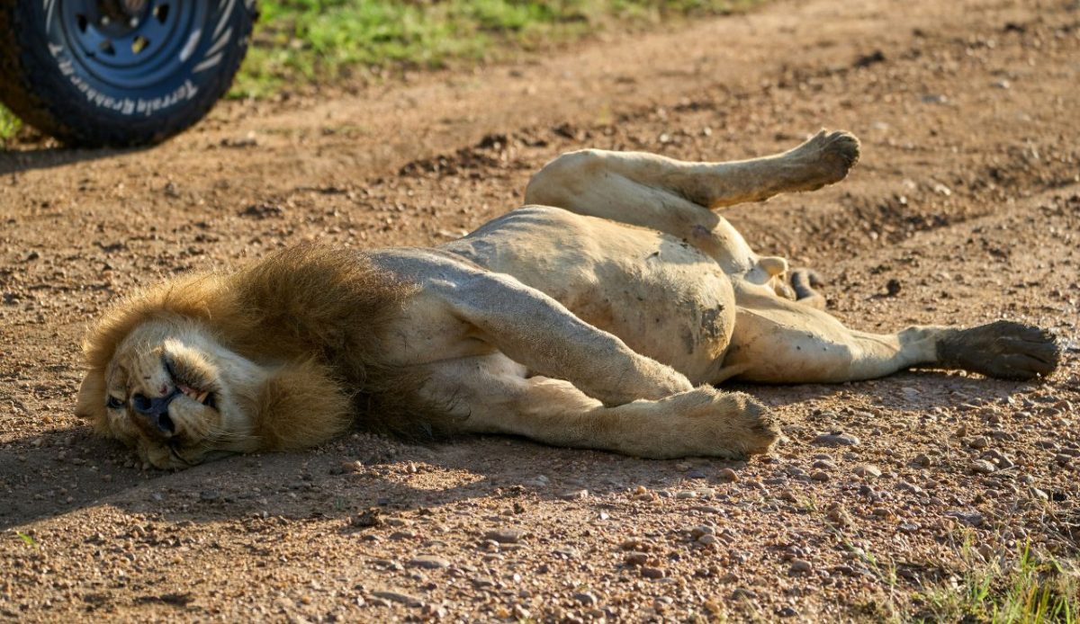 South Luangwa National Park, Zambia
