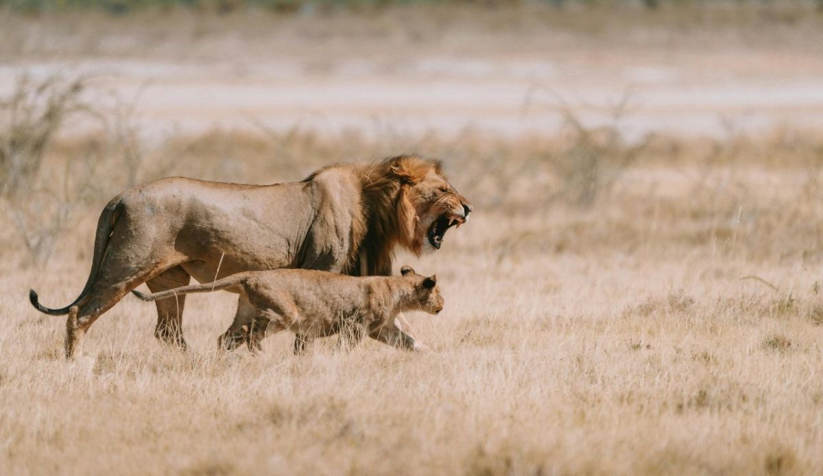 Etosha National Park, Namibia