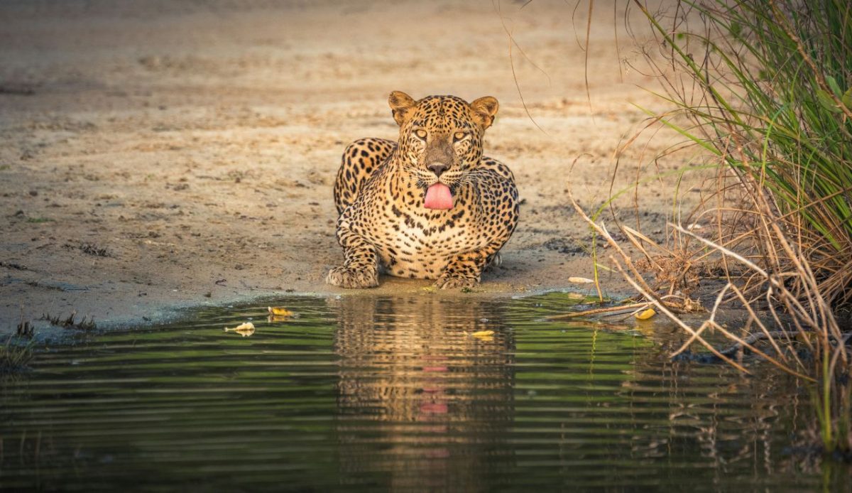 Yala National Park, Sri Lanka