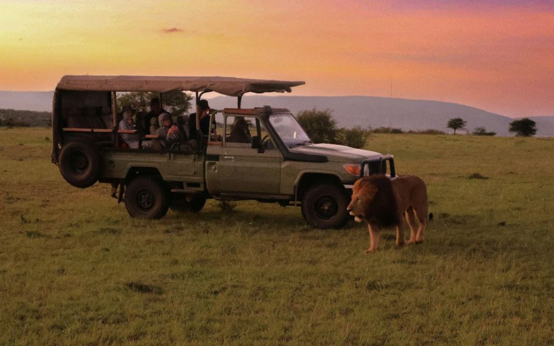 10 Unforgettable Big Cat Safaris To Experience Before 2026
