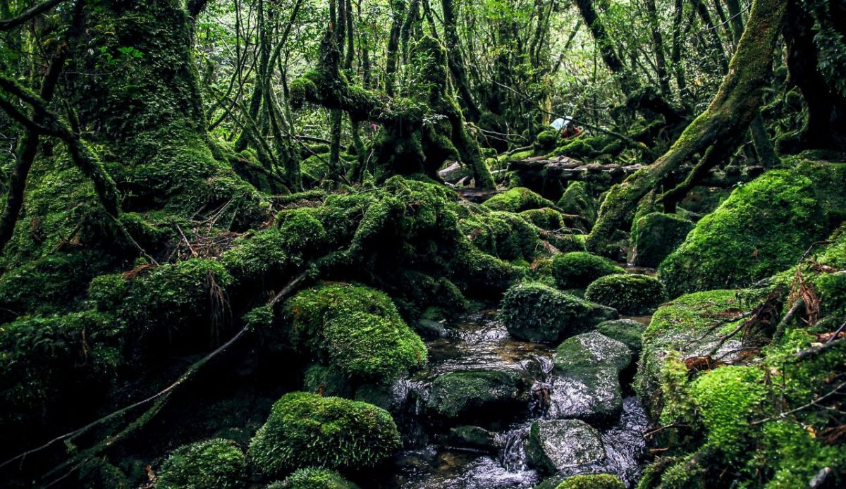 Yakushima