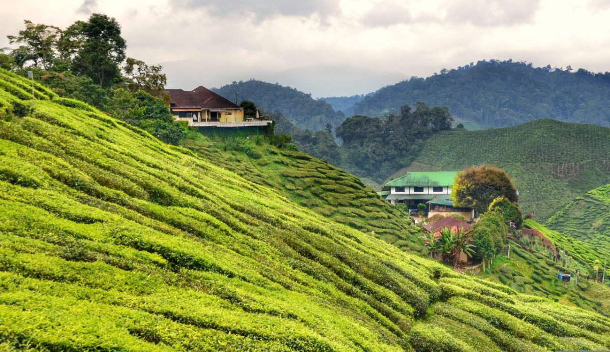 Cameron Highlands, Malaysia