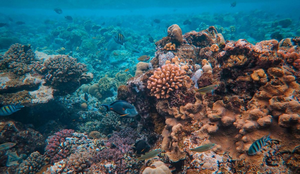 Great Barrier Reef, Australia