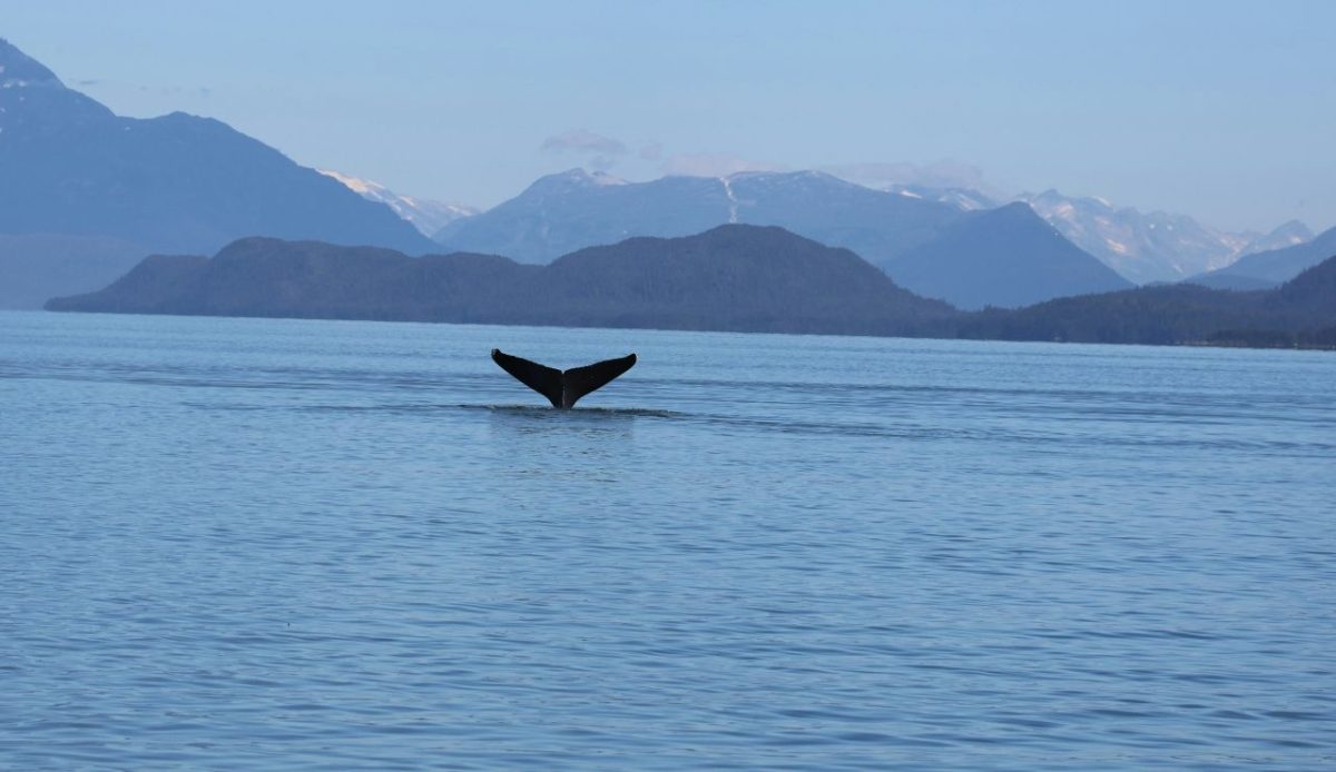 8 Best Cruise Deck Spots to Watch Whales Without Leaving the Ship 2 Juneau, Alaska