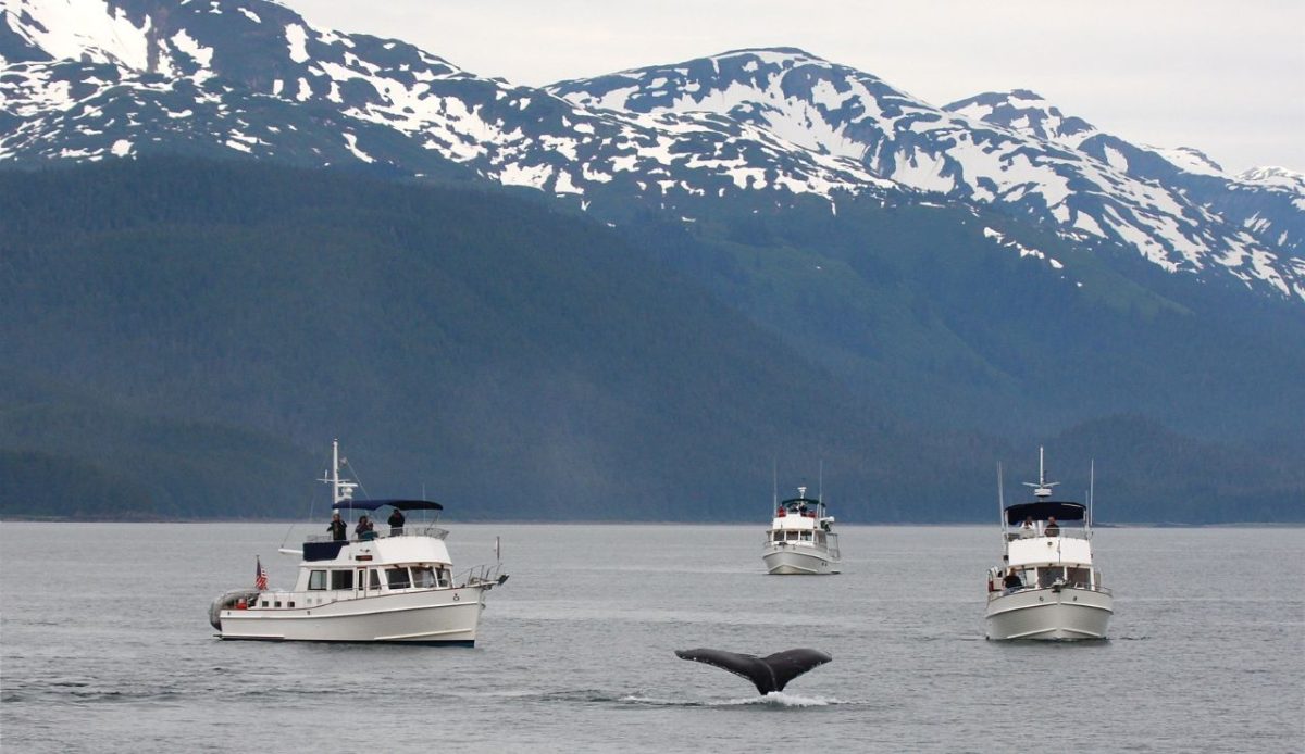 8 Best Cruise Deck Spots to Watch Whales Without Leaving the Ship 1 Glacier Bay, Alaska