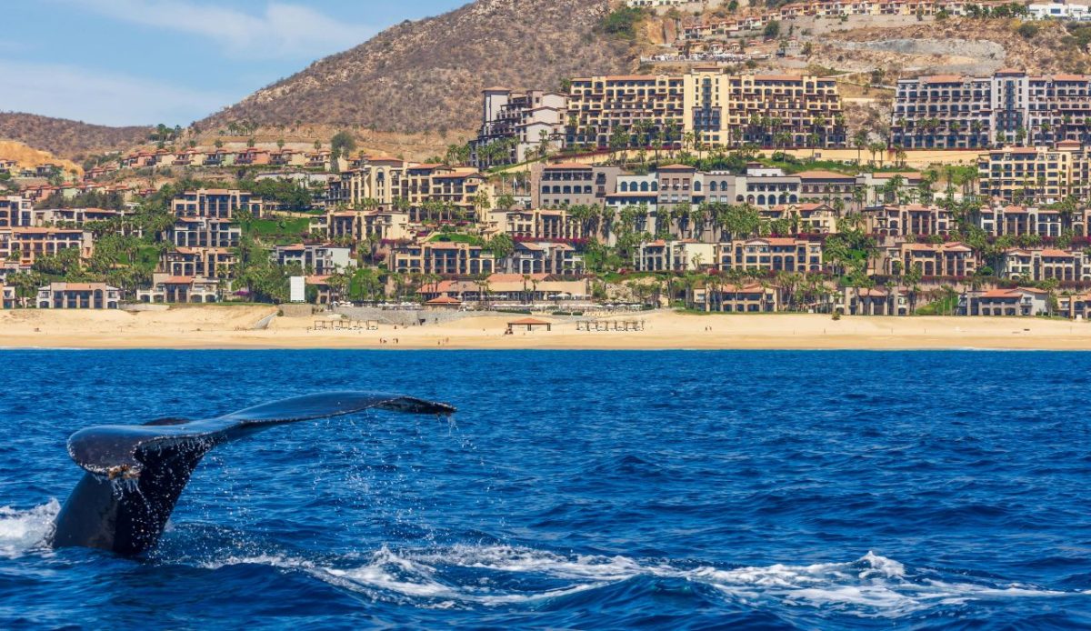 8 Best Cruise Deck Spots to Watch Whales Without Leaving the Ship 4 Cabo San Lucas, Mexico