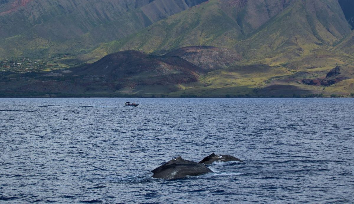 8 Best Cruise Deck Spots to Watch Whales Without Leaving the Ship 5 Maui, Hawaii