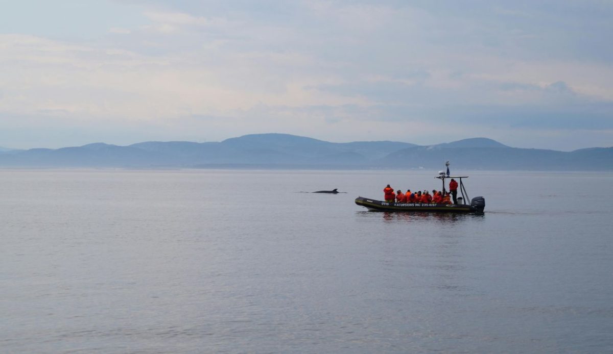 8 Best Cruise Deck Spots to Watch Whales Without Leaving the Ship 7 Saguenay–St. Lawrence Marine Park, Quebec
