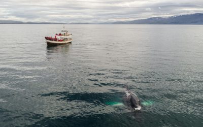 8 Best Cruise Deck Spots to Watch Whales Without Leaving the Ship
