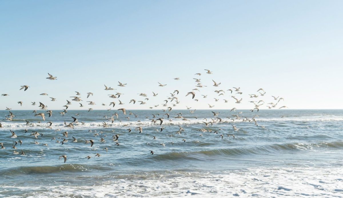 Fall Is the Perfect Season to Visit Cape May on the Jersey Shore 1 Nature, Birds & Seasonal Events
