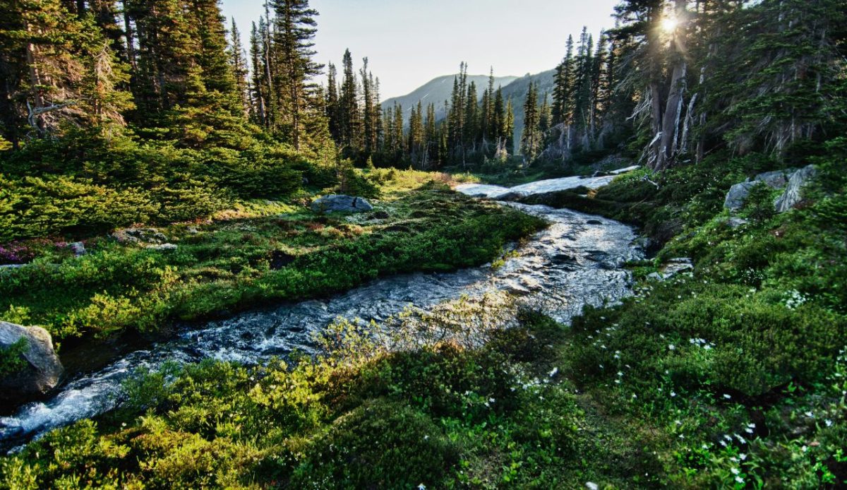 13 U.S. Forests With An Eerie Reputation For Missing Hikers 7 Olympic National Park, Washington